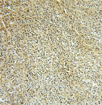 IRF8 Rabbit Polyclonal Antibody