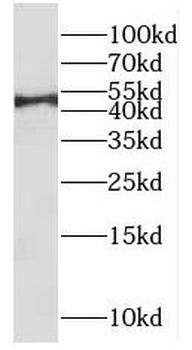 IRF9 Antibody