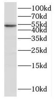 IRGC Antibody