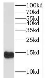 ISCA2 Antibody