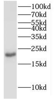 ISCU Antibody