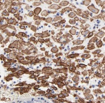 ISM2 Rabbit Polyclonal Antibody