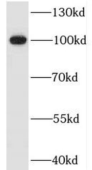 ITIH3 Antibody