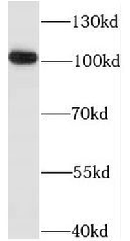ITPKC Antibody