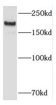 KALRN Antibody