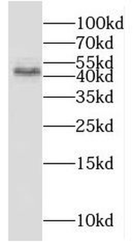 KAZN Antibody