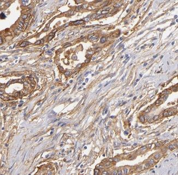 KCNF1 Antibody