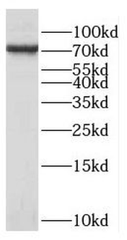 KCNK5 Antibody