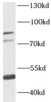 KCNN3 antibody