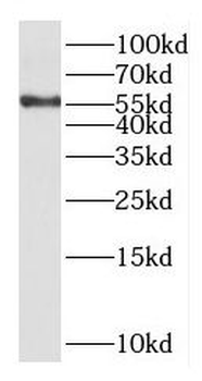 KCNV1 Antibody