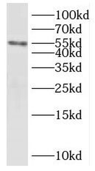 KHDRBS3 Antibody
