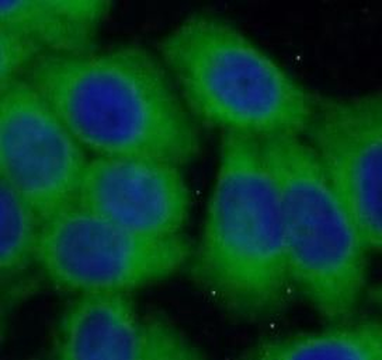 KHSRP Rabbit Polyclonal Antibody