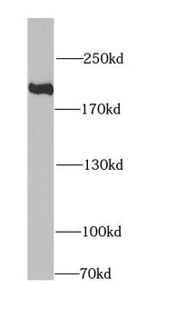 KIF1B Antibody