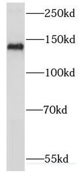 KIF1C Antibody