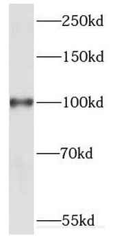 KIF20A Antibody