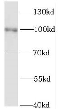 KIF3C Rabbit Polyclonal Antibody