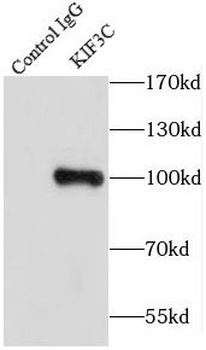 KIF3C Rabbit Polyclonal Antibody