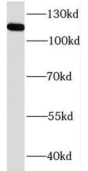 KIF5B Antibody