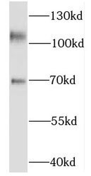 KIF5C Antibody