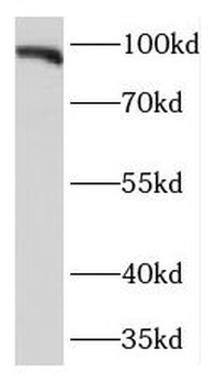 KIFAP3 Antibody