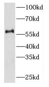 KIR2DL3 Antibody