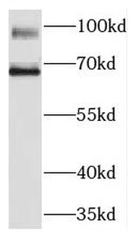 KIRREL2 Antibody