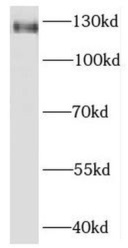 KIRREL3 Antibody