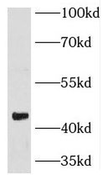KLF17 Antibody