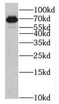 KLHL13 Antibody