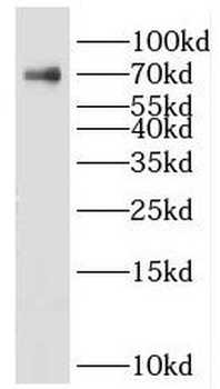 KLHL15 Rabbit Polyclonal Antibody