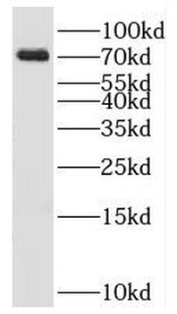 KLHL22 Antibody