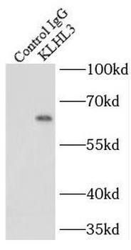 KLHL3 Rabbit Polyclonal Antibody