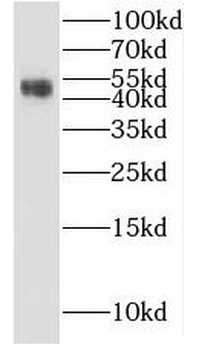 KLHL35 Rabbit Polyclonal Antibody