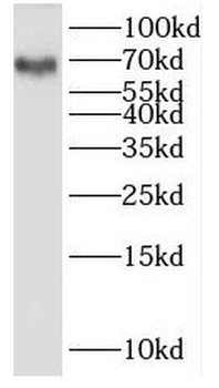 KLRF1 Antibody