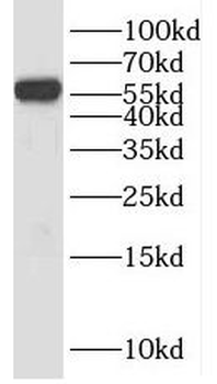 KLRG1 Antibody