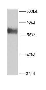 KPNA6 Antibody