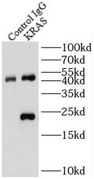 KRAS Rabbit Polyclonal Antibody