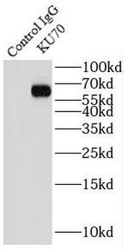 XRCC6 Rabbit Polyclonal Antibody