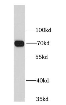 LMNB1 Rabbit Polyclonal Antibody