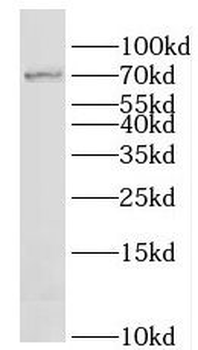 LAMP3 Antibody