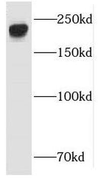 ARHGEF12 Antibody