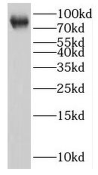 LARP4 Antibody