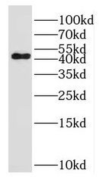 LAX1 Antibody
