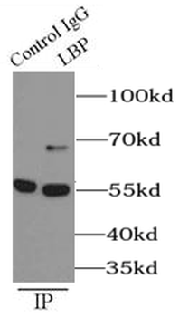 LBP Rabbit Polyclonal Antibody