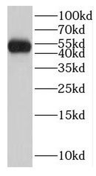 LCOR Antibody