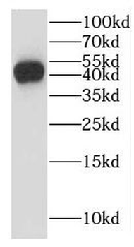 LEF1 Antibody