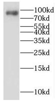 LENG8 Antibody