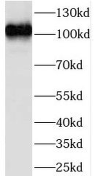 LEO1 Antibody