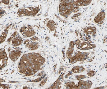 LEPR Rabbit Polyclonal Antibody