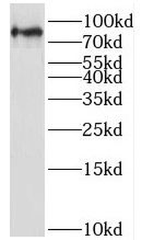 LETM1 Antibody